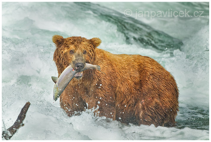 Medvěd grizzly (Ursus arctos horribilis), také:  medvěd stříbrný, medvěd hnědý severoamerický,  poddruh medvěda hnědého (Ursus arctos)