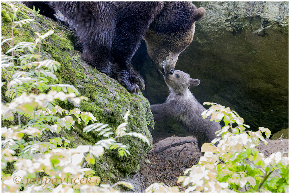 Medvěd hnědý (Ursus arctos)