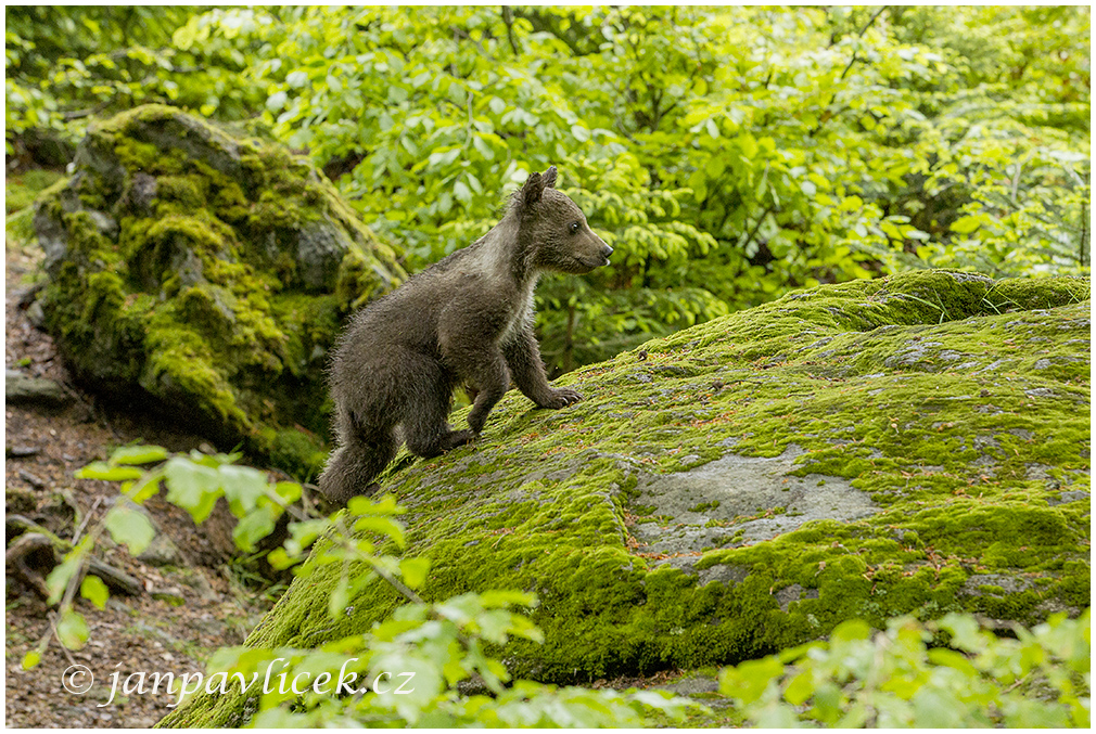 Medvěd hnědý (Ursus arctos)