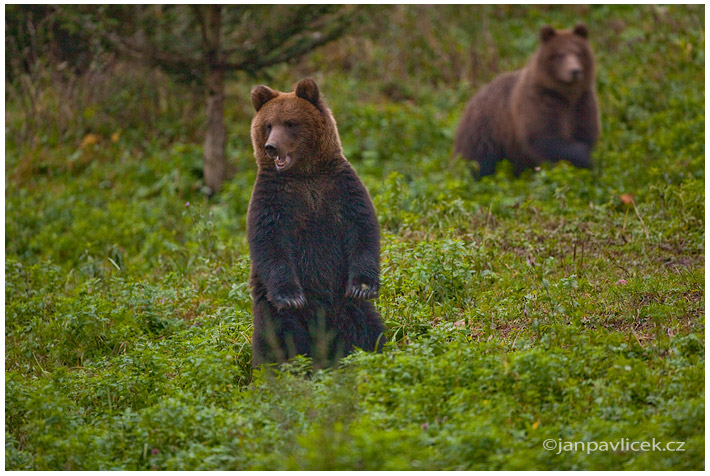 Medvěd hnědý (Ursus arctos)