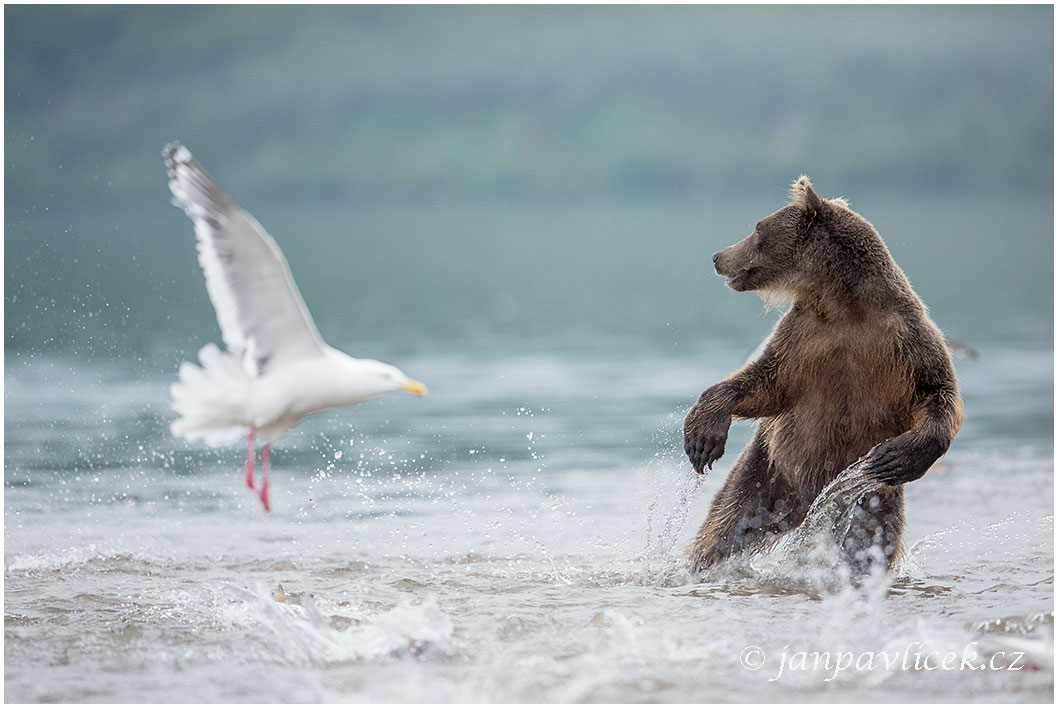 Medvěd kamčatský  (Ursus arctos beringianus)