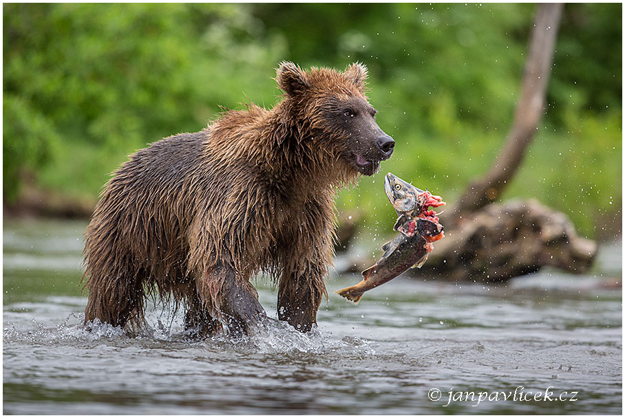 Medvěd kamčatský  (Ursus arctos beringianus)