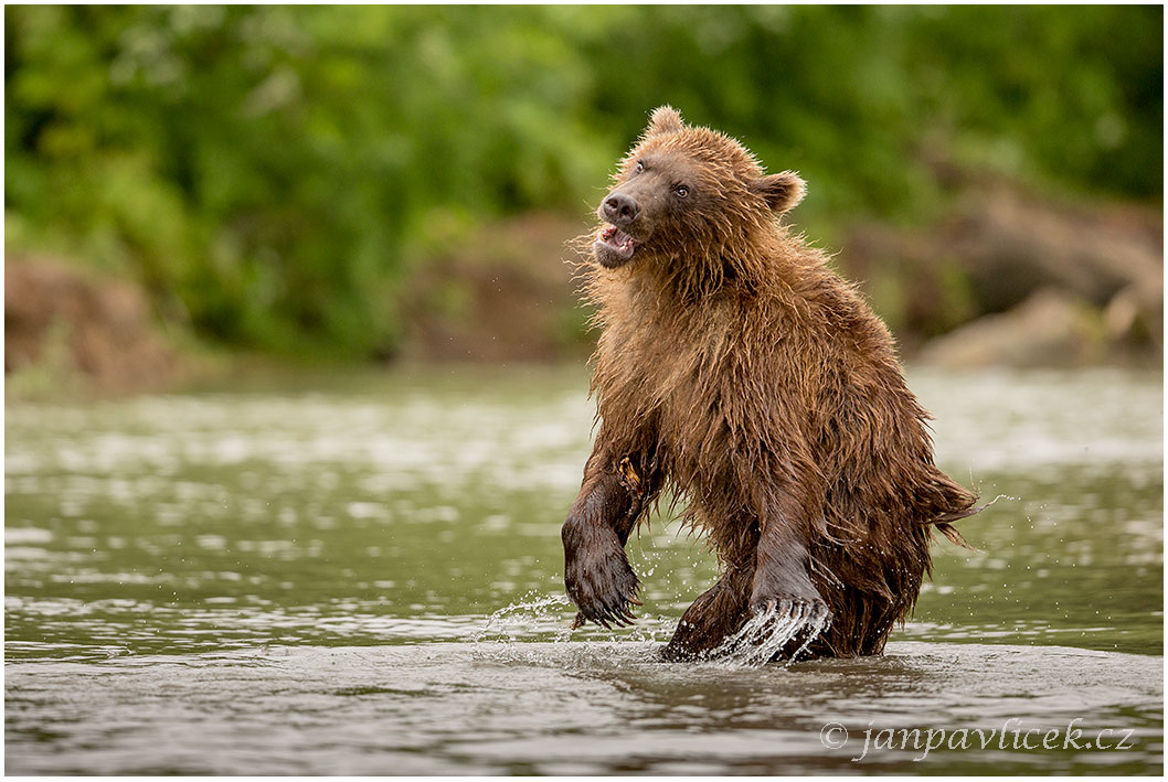 Medvěd kamčatský  (Ursus arctos beringianus)