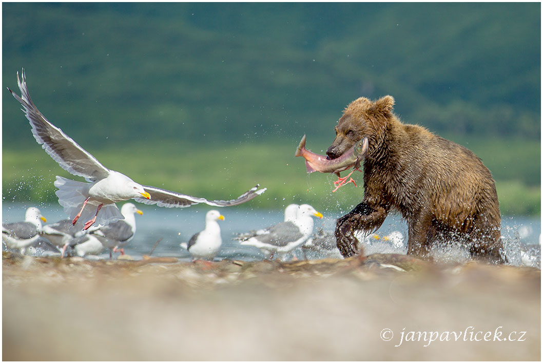 Medvěd kamčatský  (Ursus arctos beringianus)