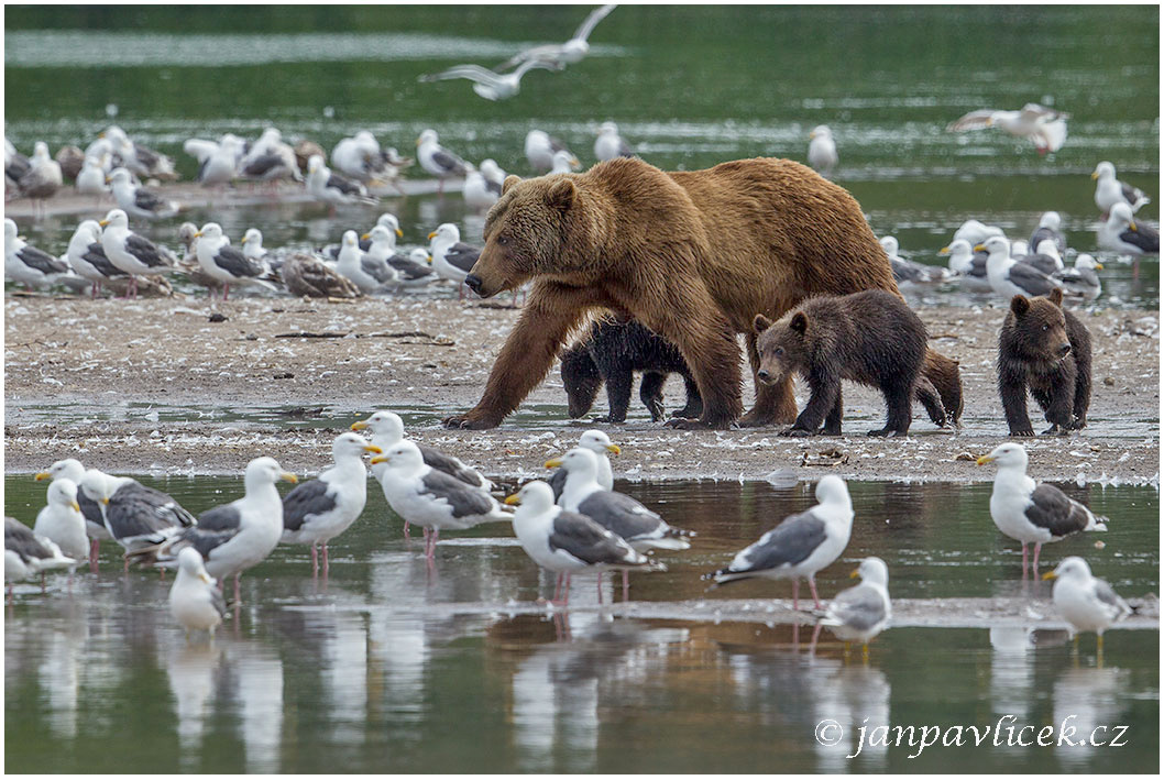 Medvěd kamčatský  (Ursus arctos beringianus)