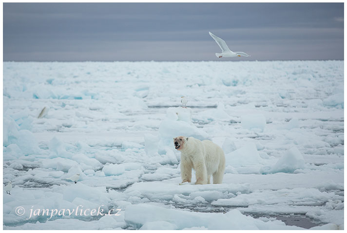 Medvěd lední,  Ursus maritimus