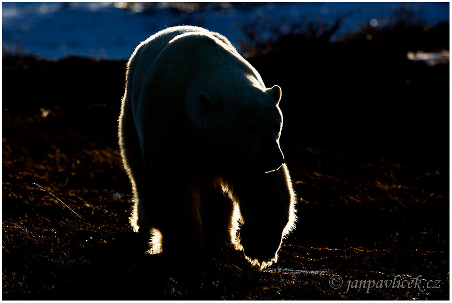 Medvěd lední (Ursus maritimus)