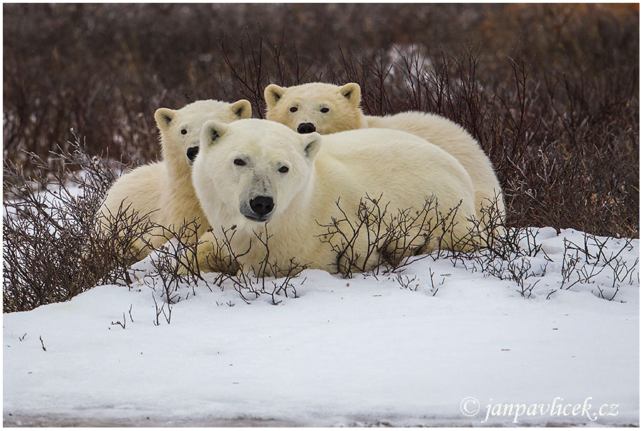 Medvěd lední (Ursus maritimus)