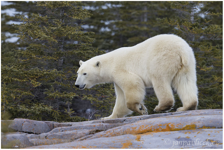 Medvěd lední (Ursus maritimus)