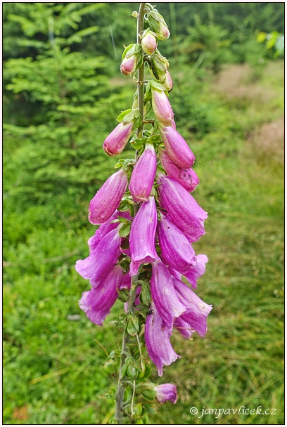 Náprstník červený ( Digitalis purpurea)