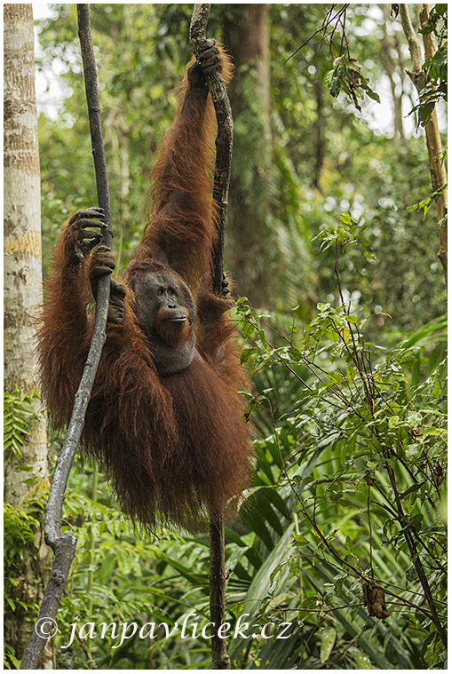 Orangutan bornejský (Pongo pygmaeus) , alfa samec