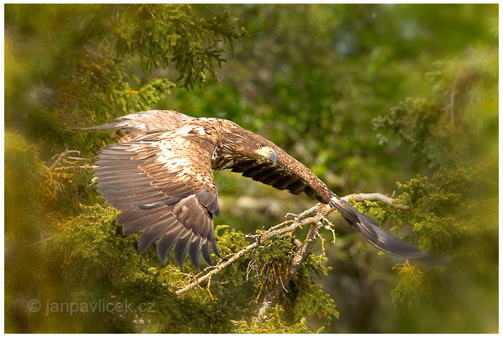 Orel bělohlavý , Haliaeetus leucocephalus - mládě