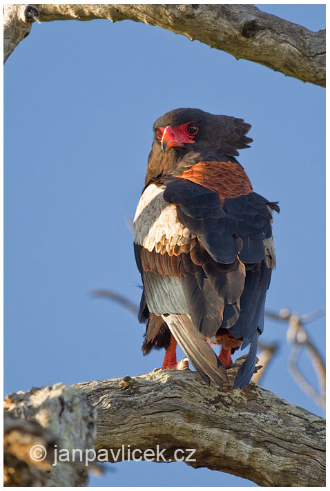 Orel kejklíř (Terathopius ecaudatus)