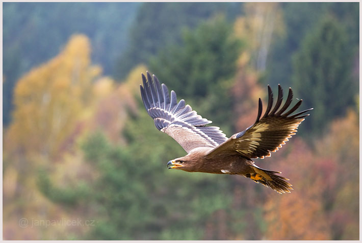 Orel stepní (Aquila nipalensis)