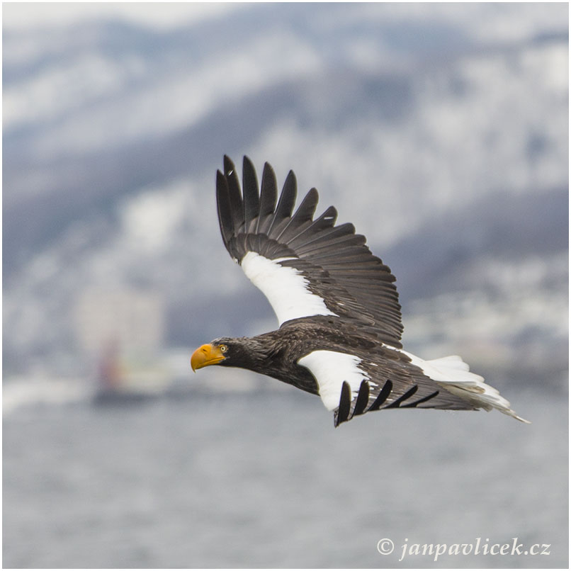 Orel východní (Haliaeetus pelagicus), tež  orel kamčatský, bělokřídlý nebo Stellerův