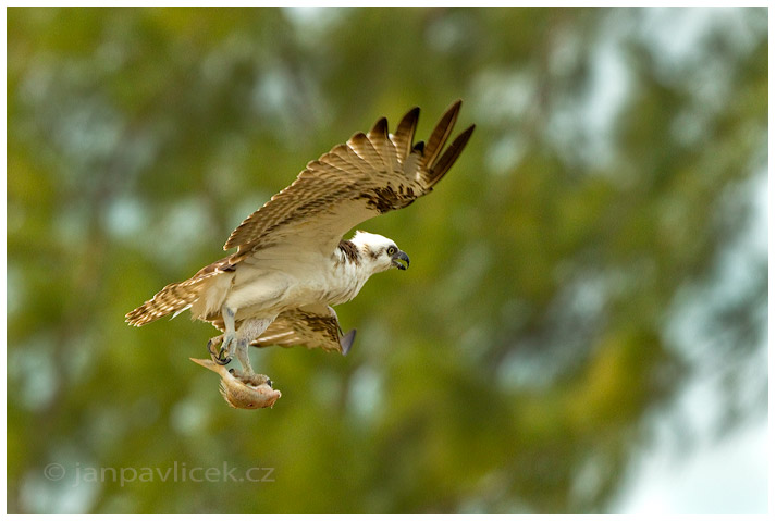 Orlovec říční (Pandion haliaetus)