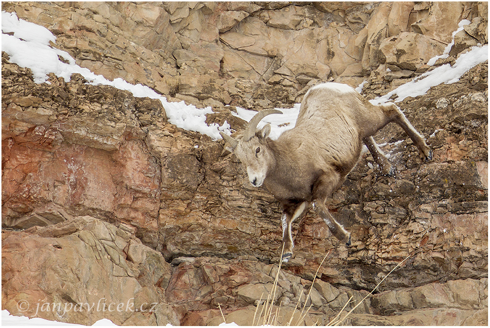 Ovce tlustorohá (Ovis canadensis)