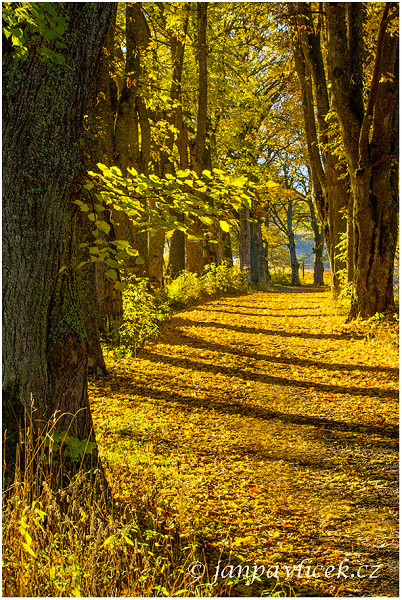 Podzimni alej, Javor klen (Acer pseudoplatanus)