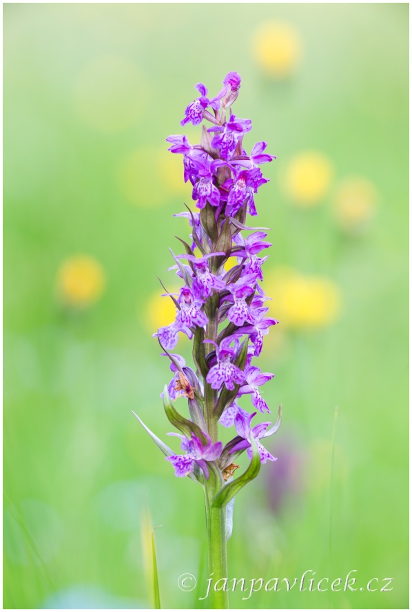 Prstnatec májový (Dactylorhiza majalis)