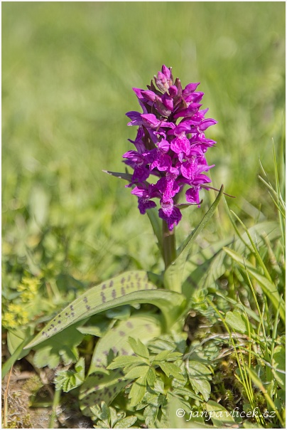 Prstnatec májový (Dactylorhiza majalis)