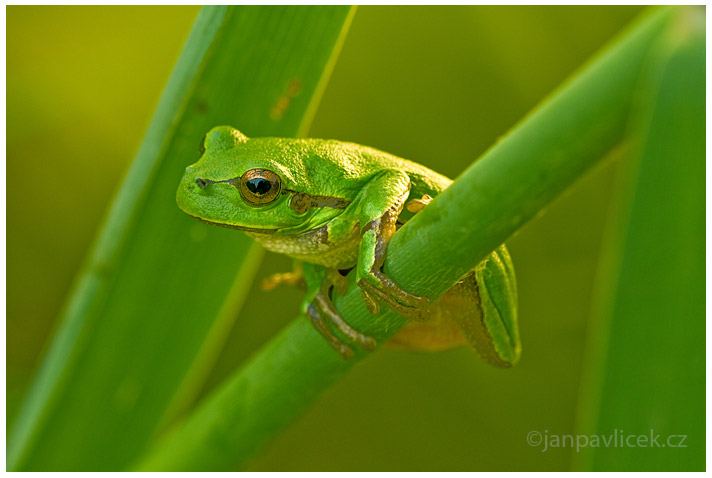 Rosnička zelená (Hyla arborea)