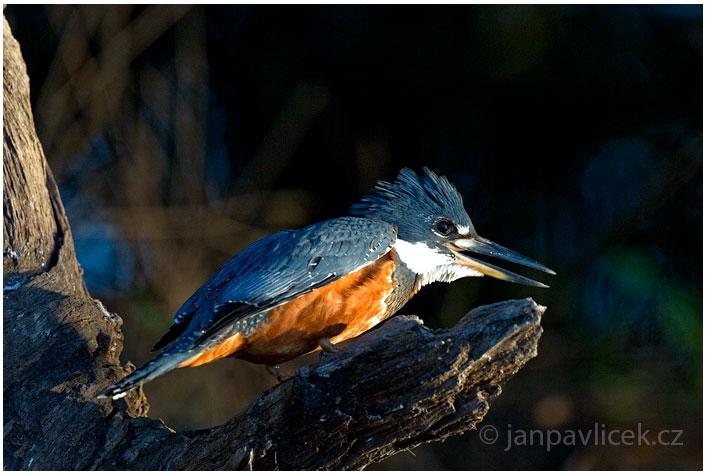 Rybařík obojkový  ( Megaceryle torquata)