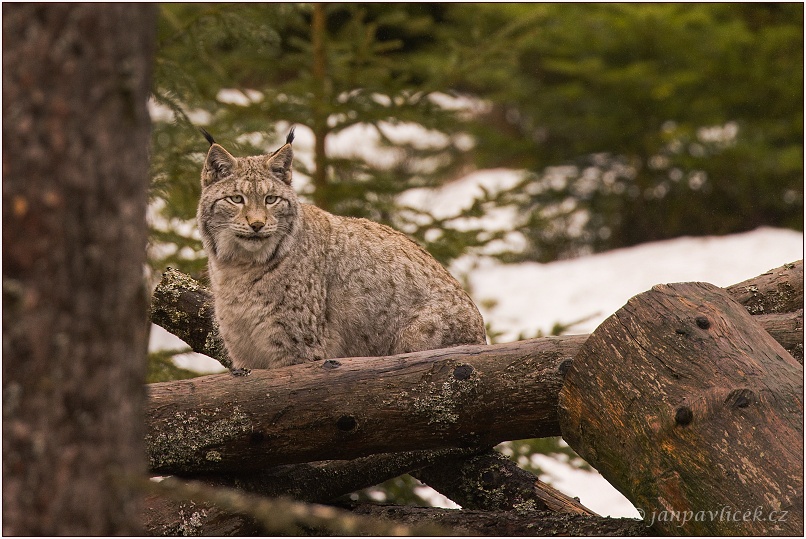 Rys ostrovid , Lynx lynx