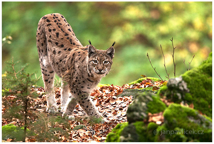 Rys ostrovid (Lynx lynx)