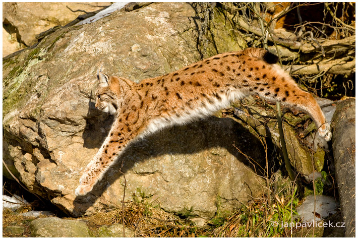 Rys ostrovid (Lynx lynx)