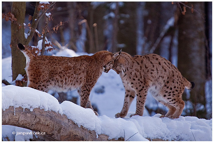 Rys ostrovid (Lynx lynx)