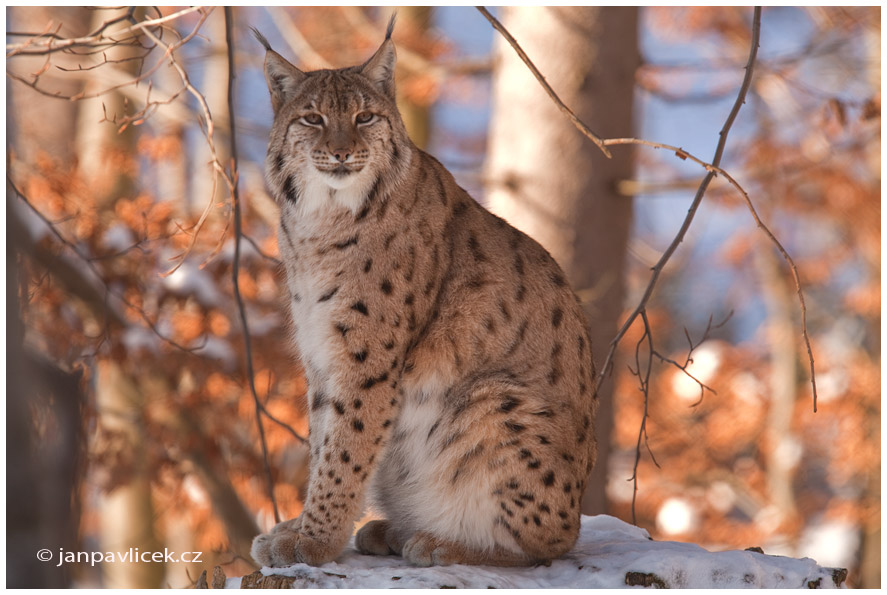 Rys ostrovid (Lynx lynx)