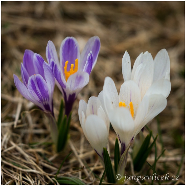 Šafrán jarní (Crocus vernus)