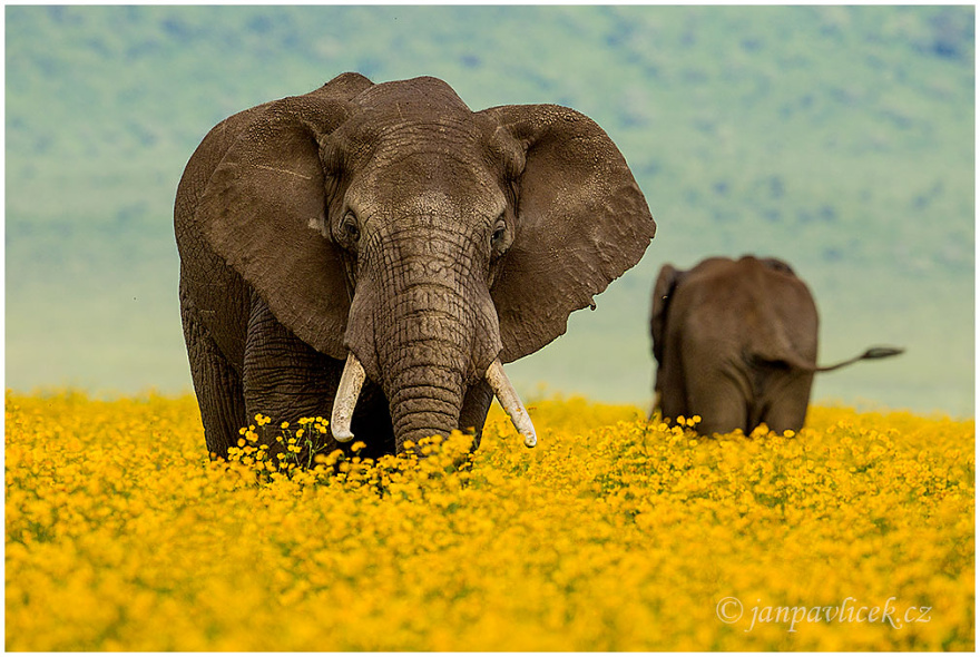 Slon africký (Loxodonta africana)