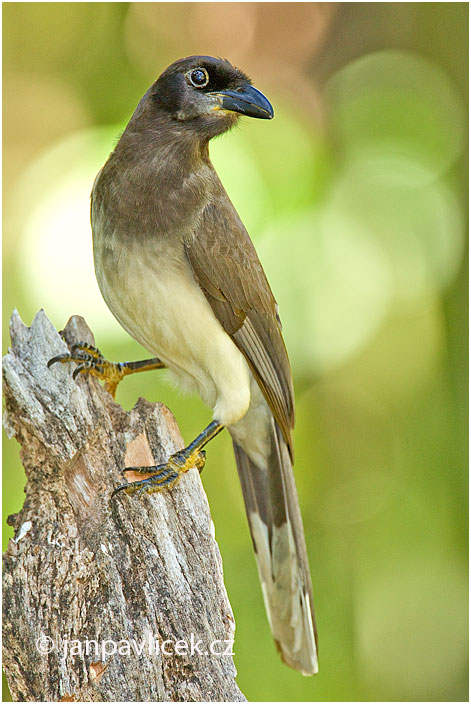 Sojka hnědá (Cyanocorax morio) 