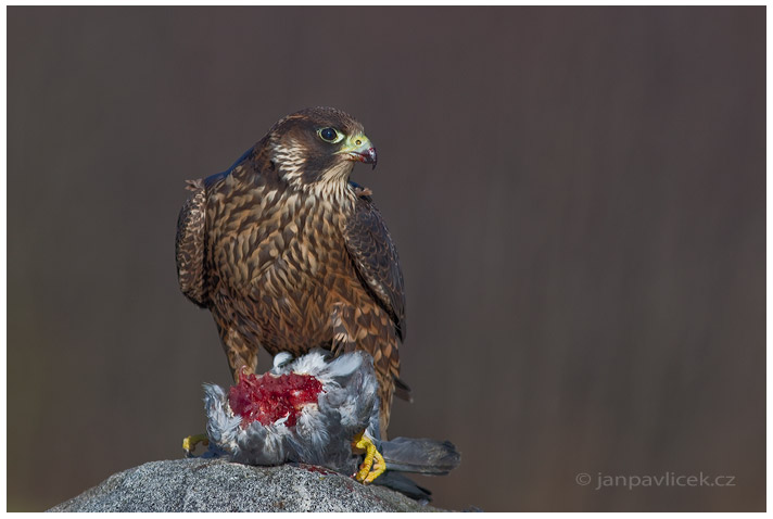 Sokol stěhovavý (Falco peregrinus)