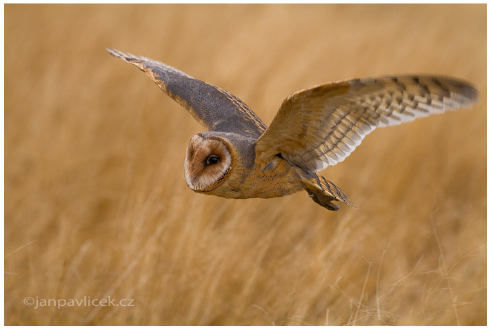 Sova pálená (Tyto alba)