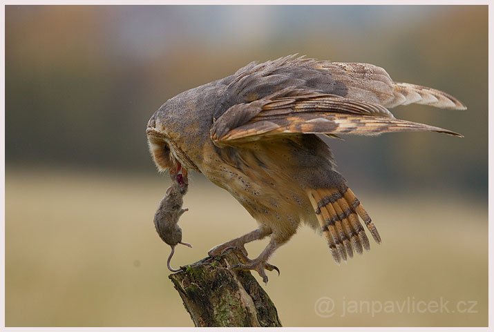 Sova pálená (Tyto alba)