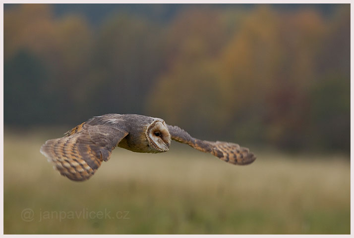 Sova pálená (Tyto alba)