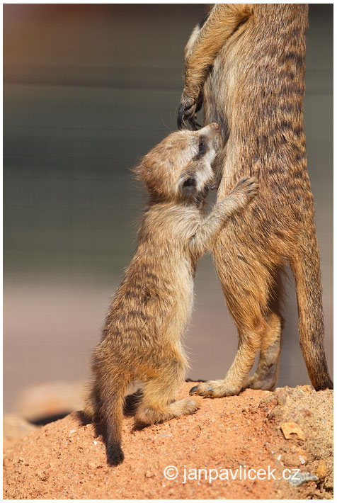 Surikata   ( Suricata suricatta)