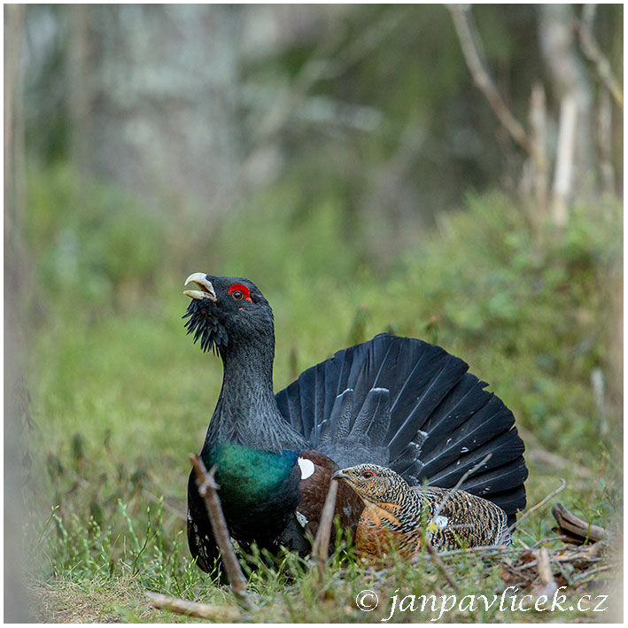 Tetřev hlušec (Tetrao urogallus)