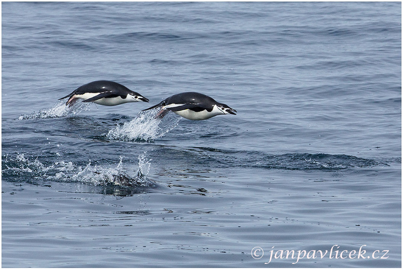 Tučňák uzdičkový (Pygoscelis antarctica)