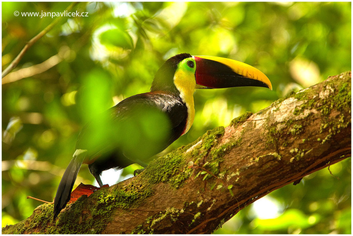 Tukan hnědohřbetý (Ramphastos swainsonii)