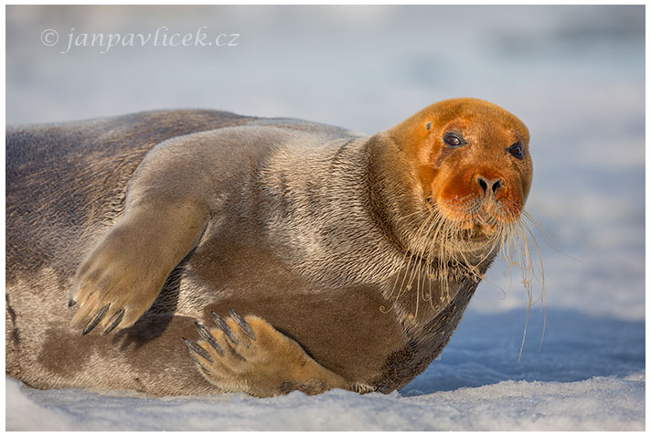 Tuleň vousatý, Erignathus barbatus