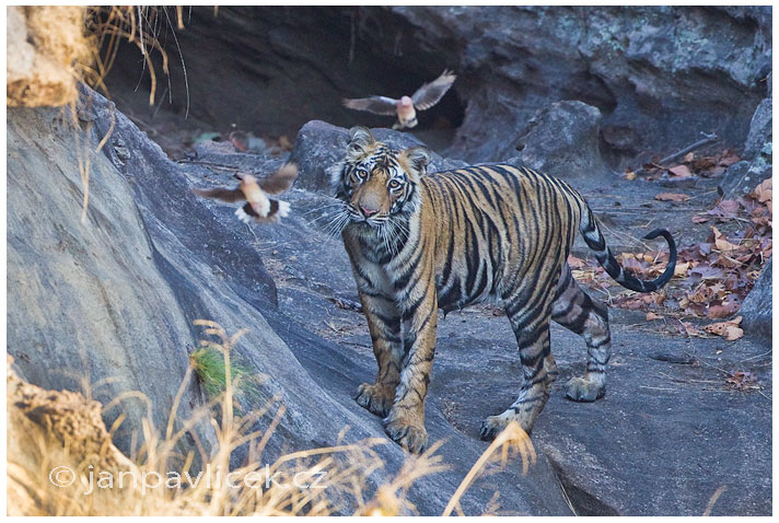 Tygr bengálský (Panthera tigris tigris) - ČLÁNEK V BLOGU 