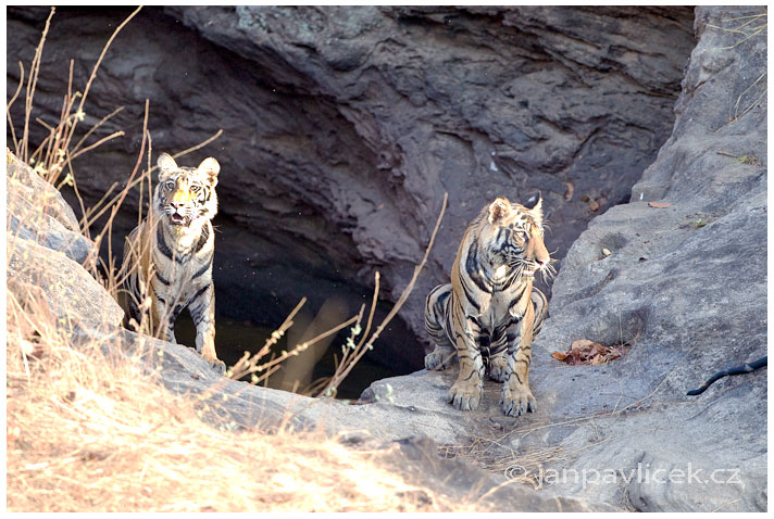 Tygr bengálský (Panthera tigris tigris) - ČLÁNEK V BLOGU 