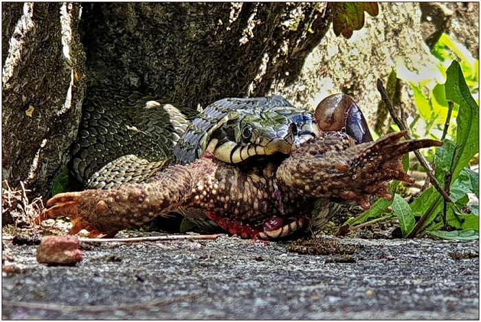 UŽOVKA OBOJKOVÁ vs ROPUCHA OBECNÁ, autor: JAN PAVLÍČEK jr., 12 LET  (článek a  další fotografie jsou v blogu)