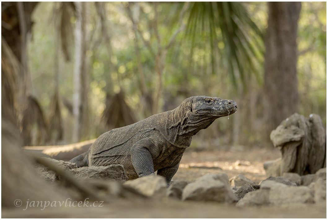 Varan komodský (Varanus komodoensis) 