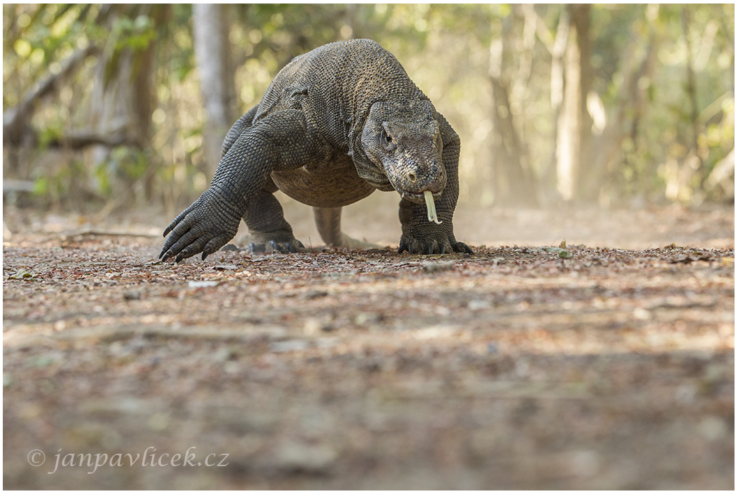 Varan komodský (Varanus komodoensis) 