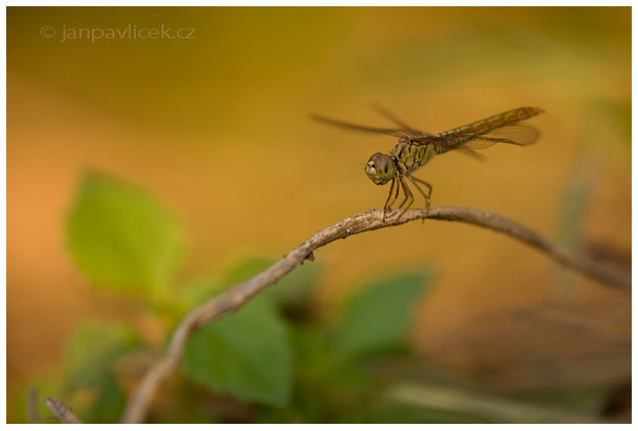 Vážka (Odonata)