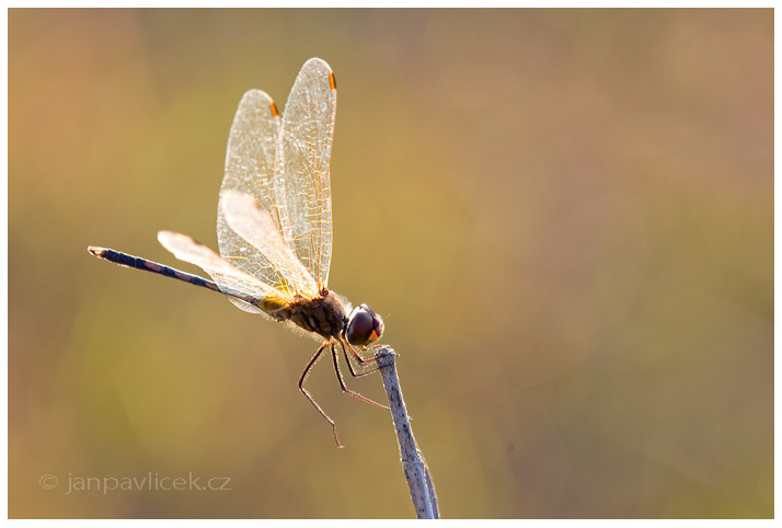 Vážka (Odonata)